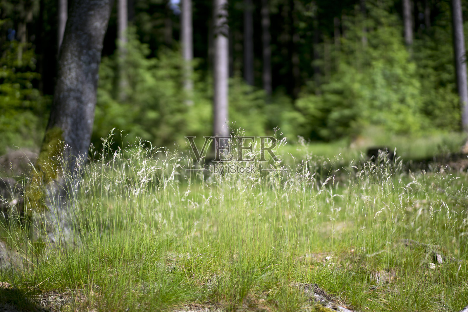 夏日森林里的翠绿草地照片摄影图片
