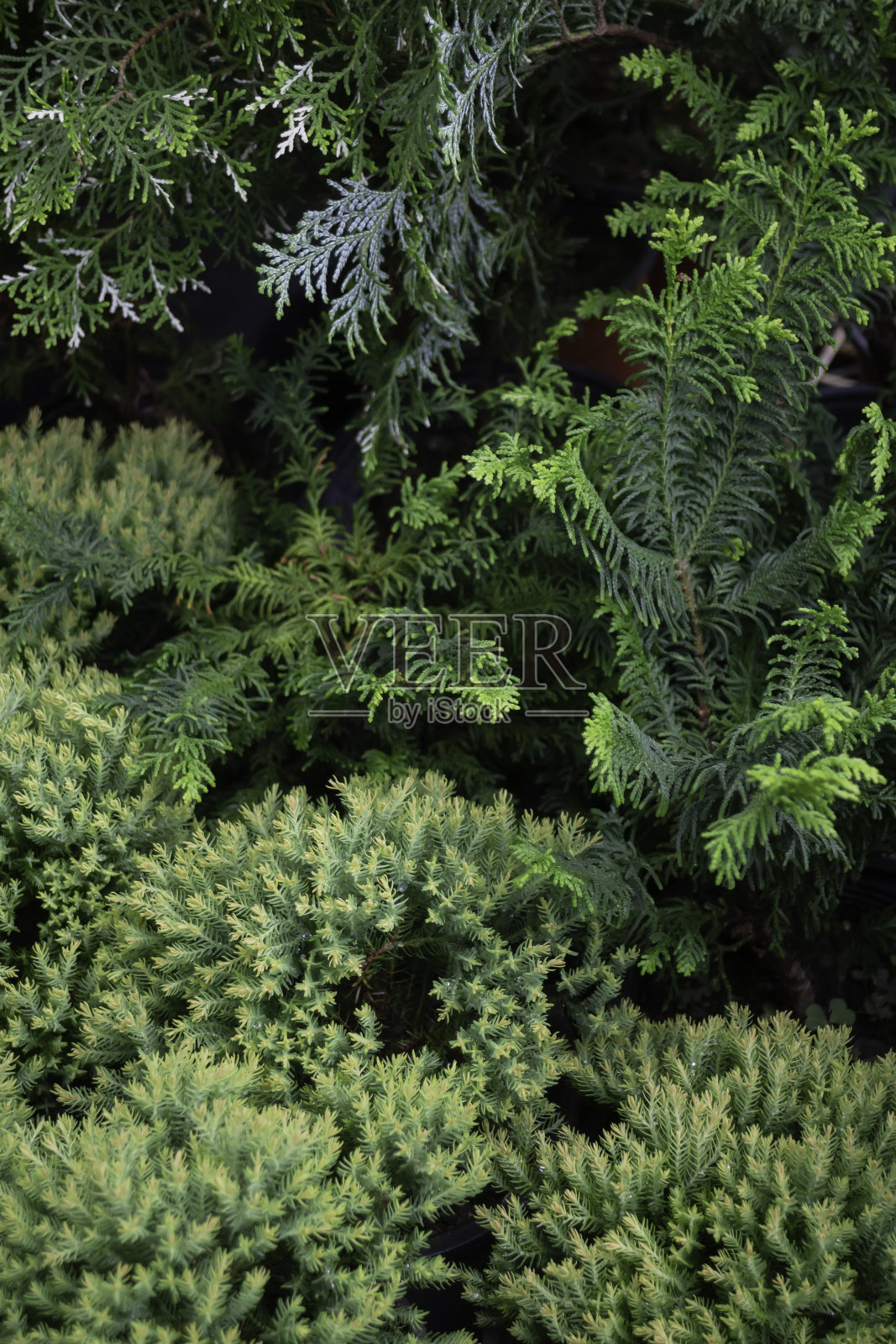 户外市场的夏季绿色植物照片摄影图片
