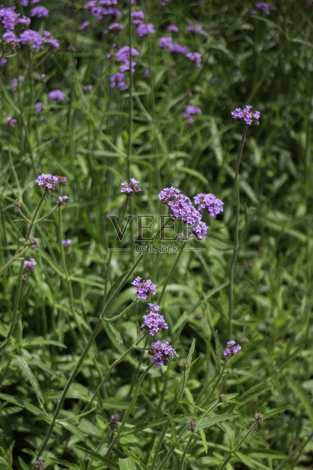 户外市场的夏季绿色植物照片摄影图片