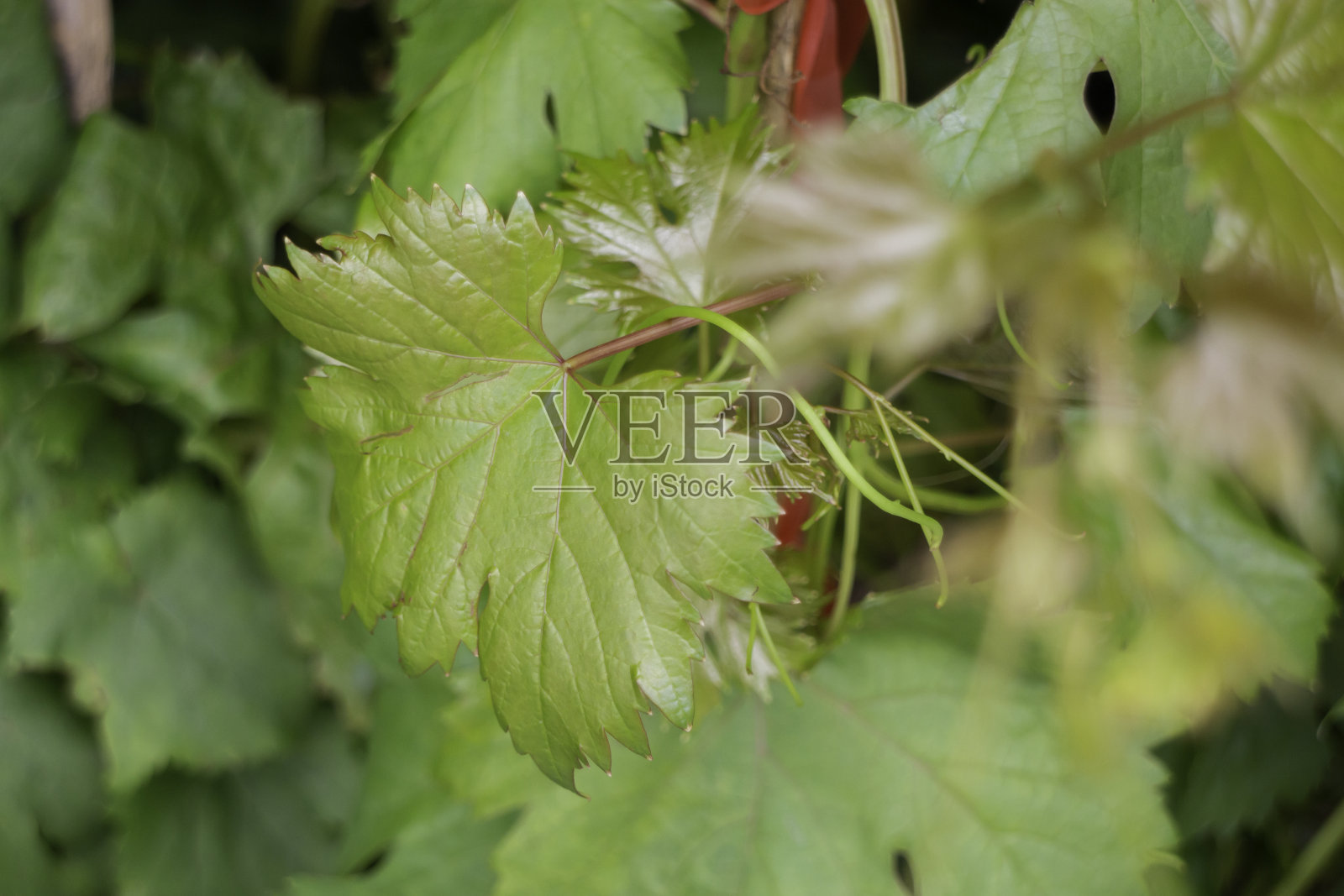 户外市场的夏季绿色植物照片摄影图片