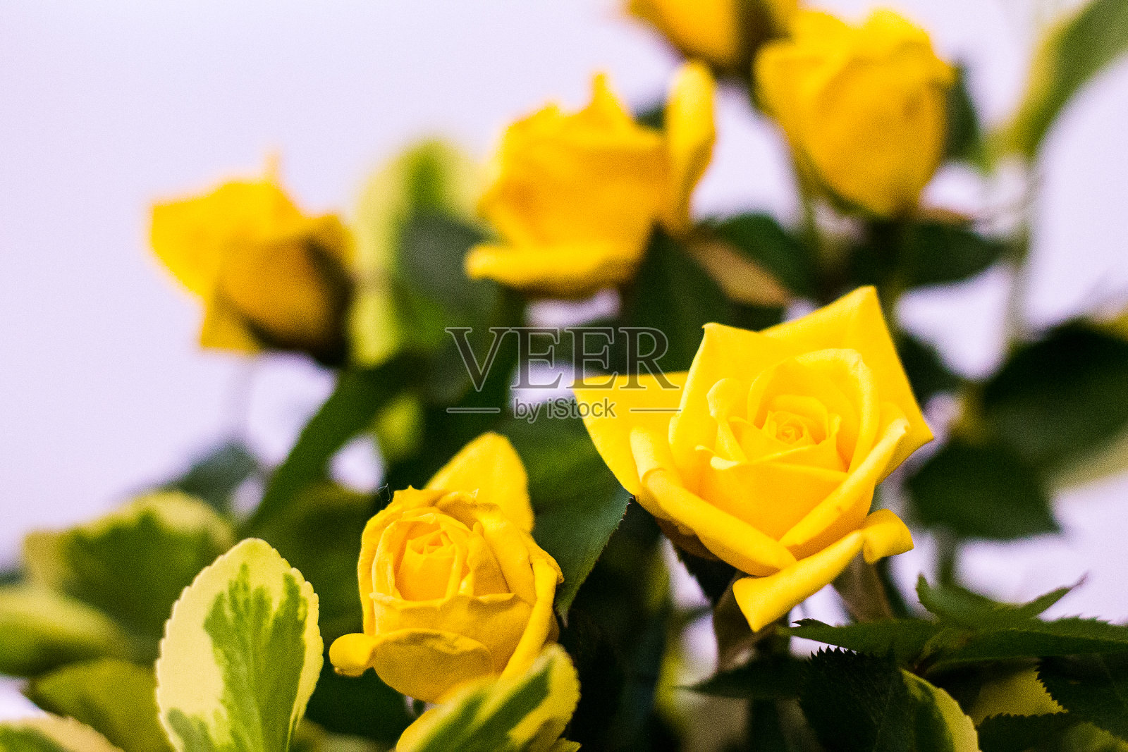 特写的黄色玫瑰在玫瑰秀照片摄影图片