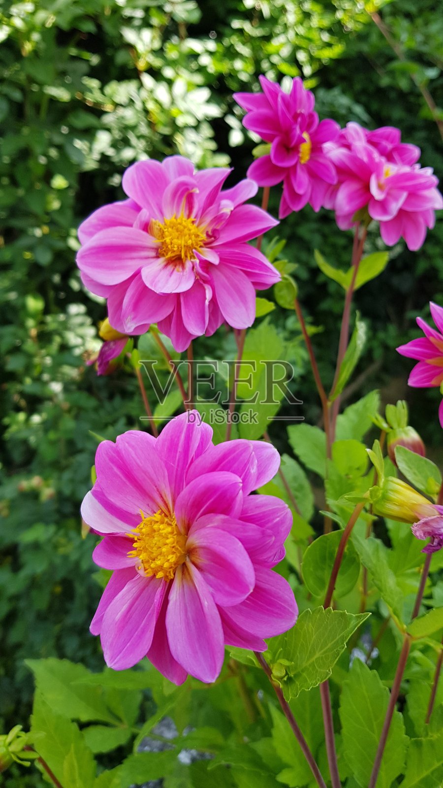 粉红色的大丽花在花园里照片摄影图片