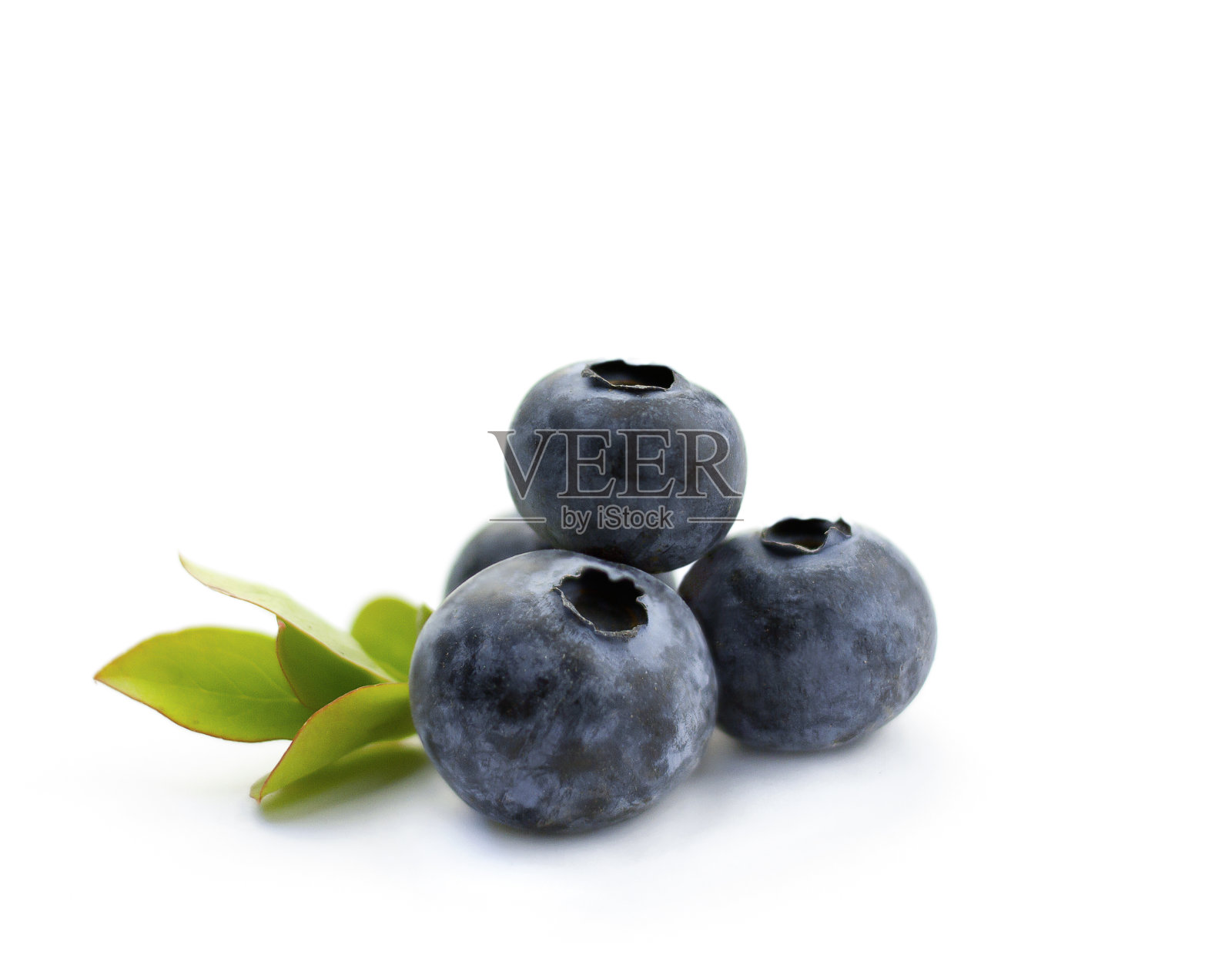 白色背景上孤立的蓝莓。照片摄影图片