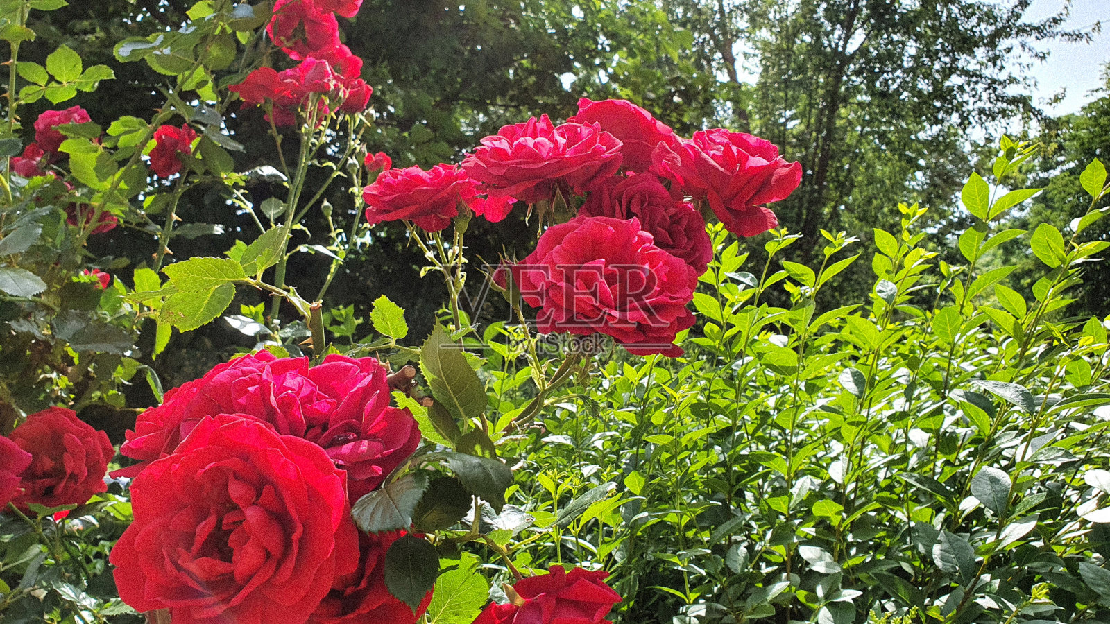 色彩艳丽的玫瑰照片摄影图片