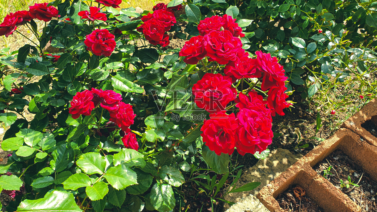 色彩艳丽的玫瑰照片摄影图片