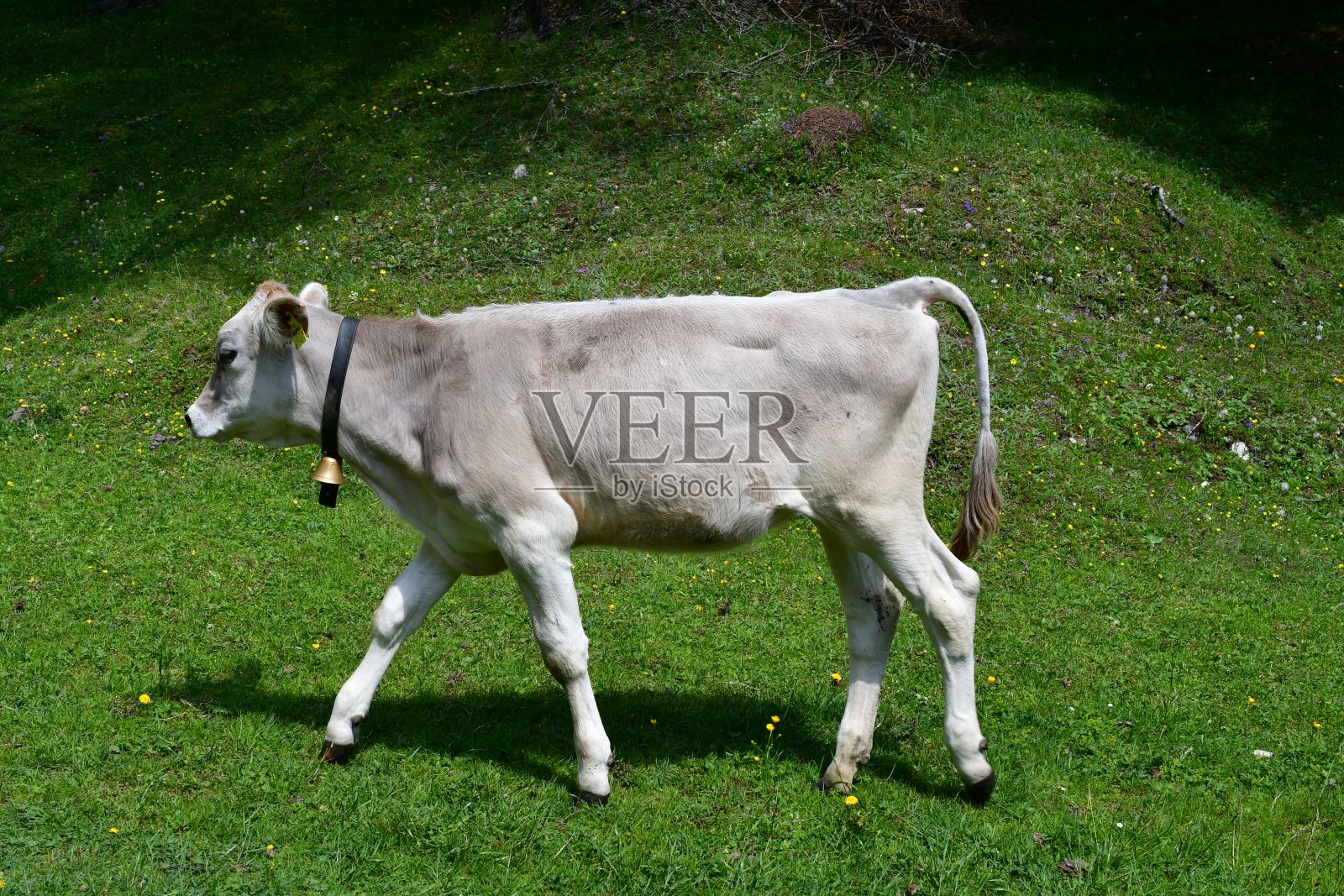 斯图拜山谷草地上的奶牛照片摄影图片