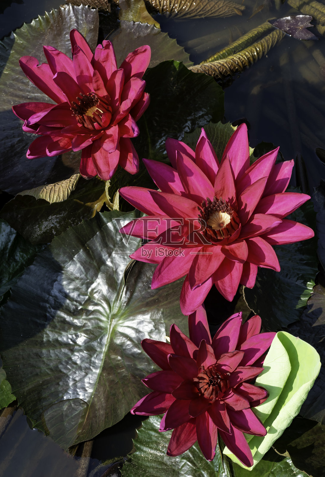 睡莲在水中绽放照片摄影图片