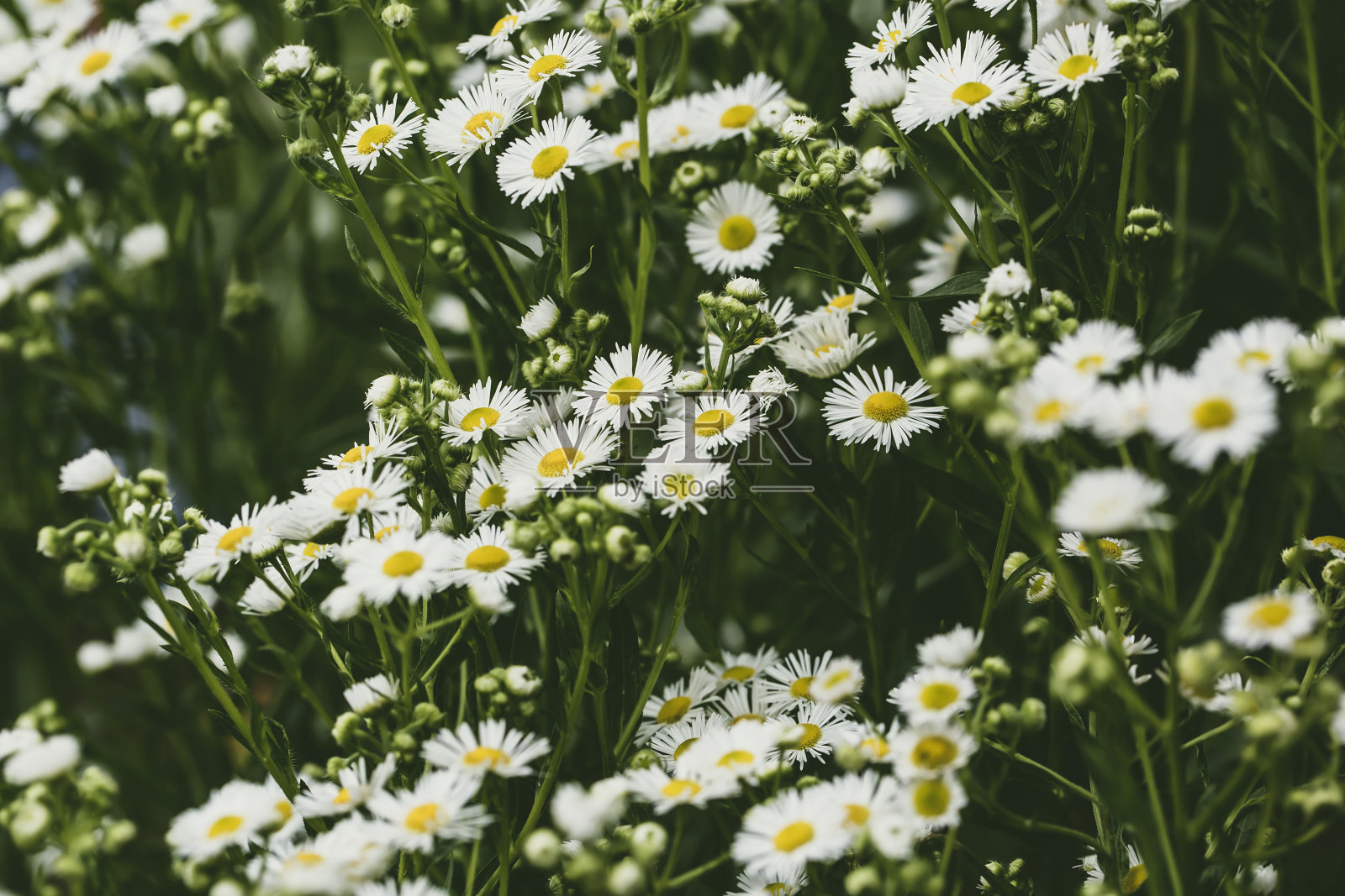 夏日的田野里有许多雏菊照片摄影图片