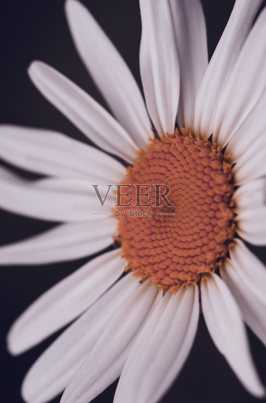 洋甘菊照片摄影图片