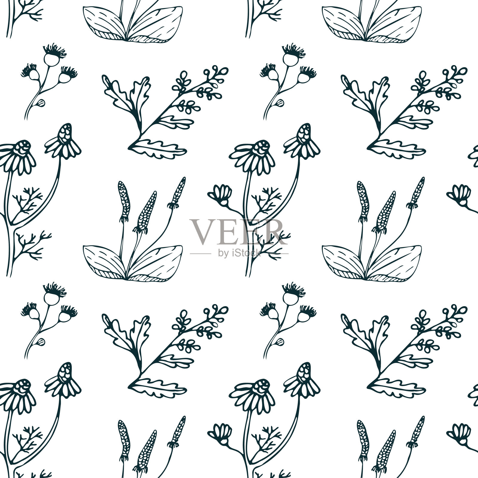 无缝模式与治疗药草素描风格。一个花耳朵的草图。矢量插图孤立在白色背景。插画图片素材