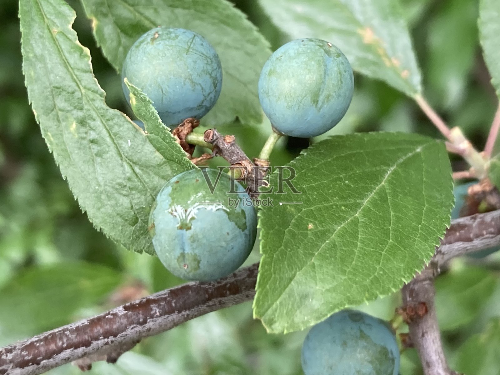 绿色的果实在树上照片摄影图片
