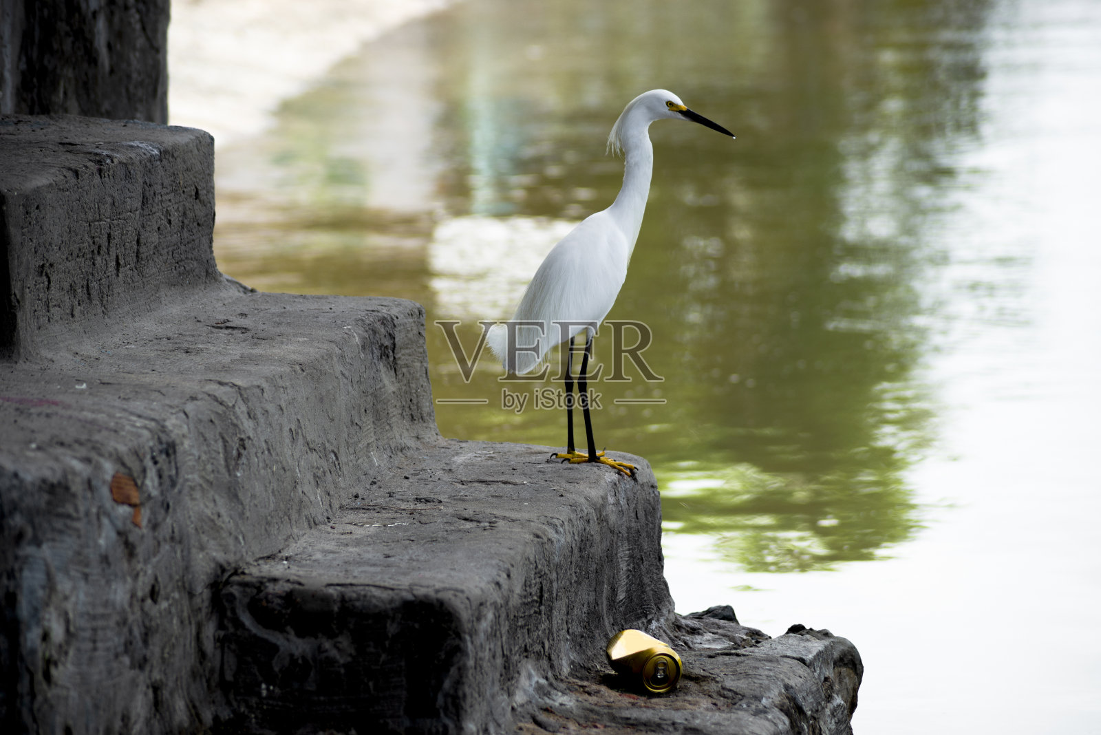 白衣钓鱼照片摄影图片