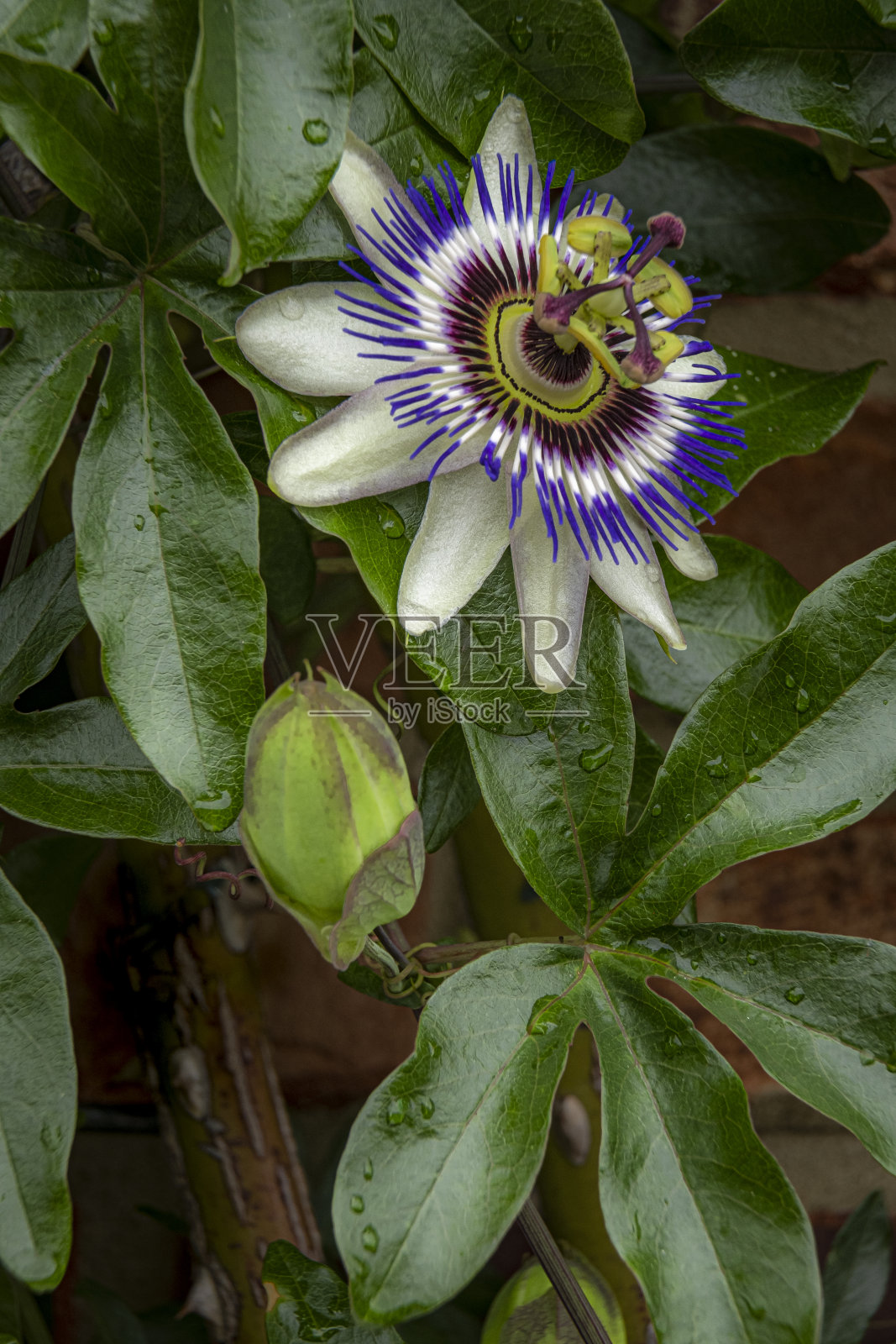 蓝西番莲(西番莲)照片摄影图片