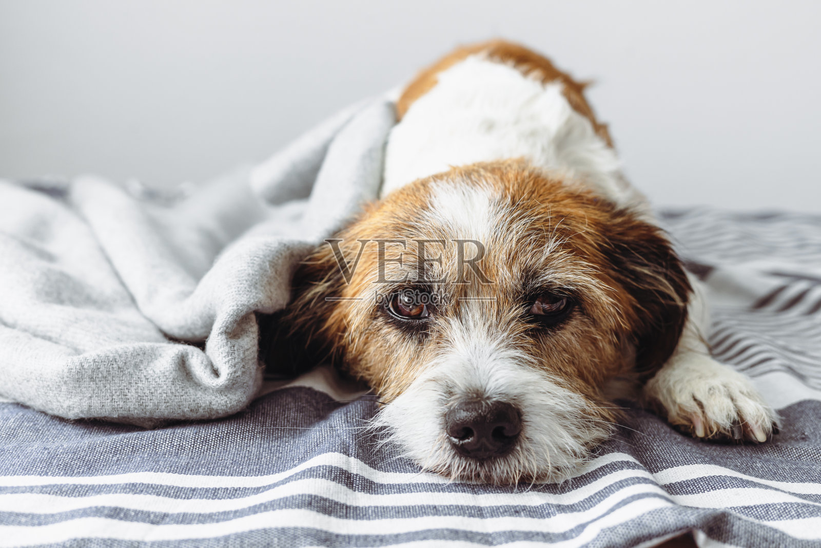 小狗躺在毯子上，看着摄像机照片摄影图片