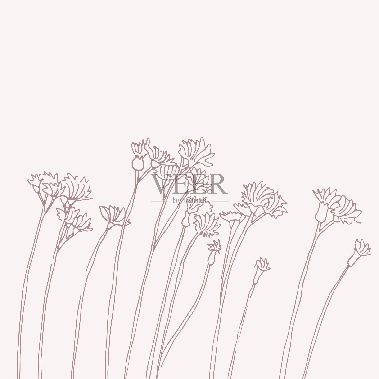 草本植物和花卉概述了野草和花卉插画图片素材