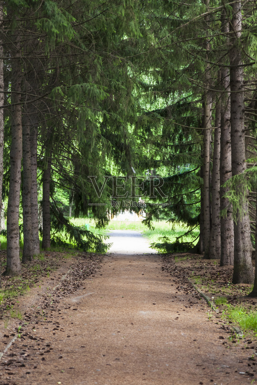 植物园有美丽的大云杉和一条步行道照片摄影图片