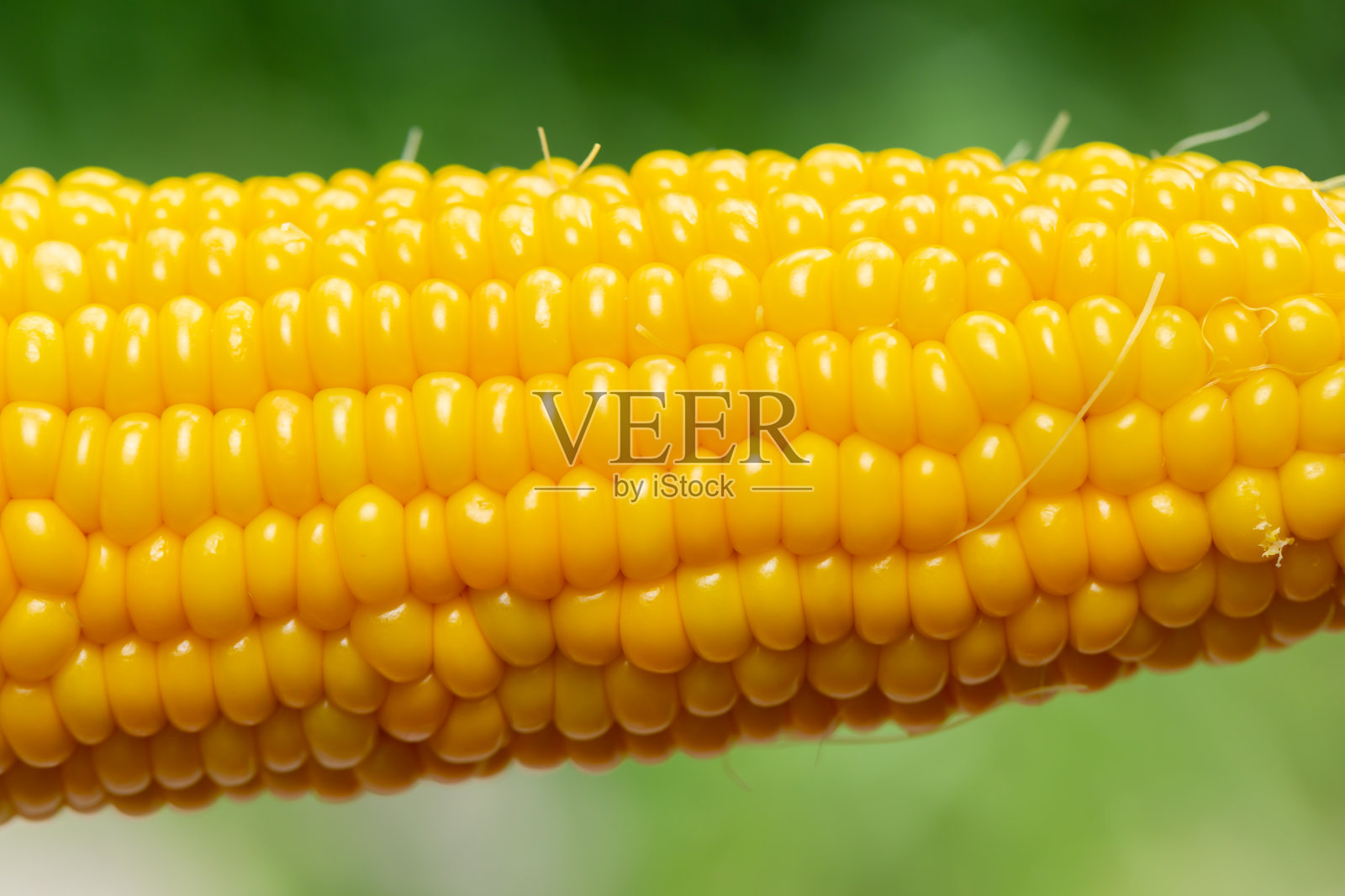 玉米照片摄影图片