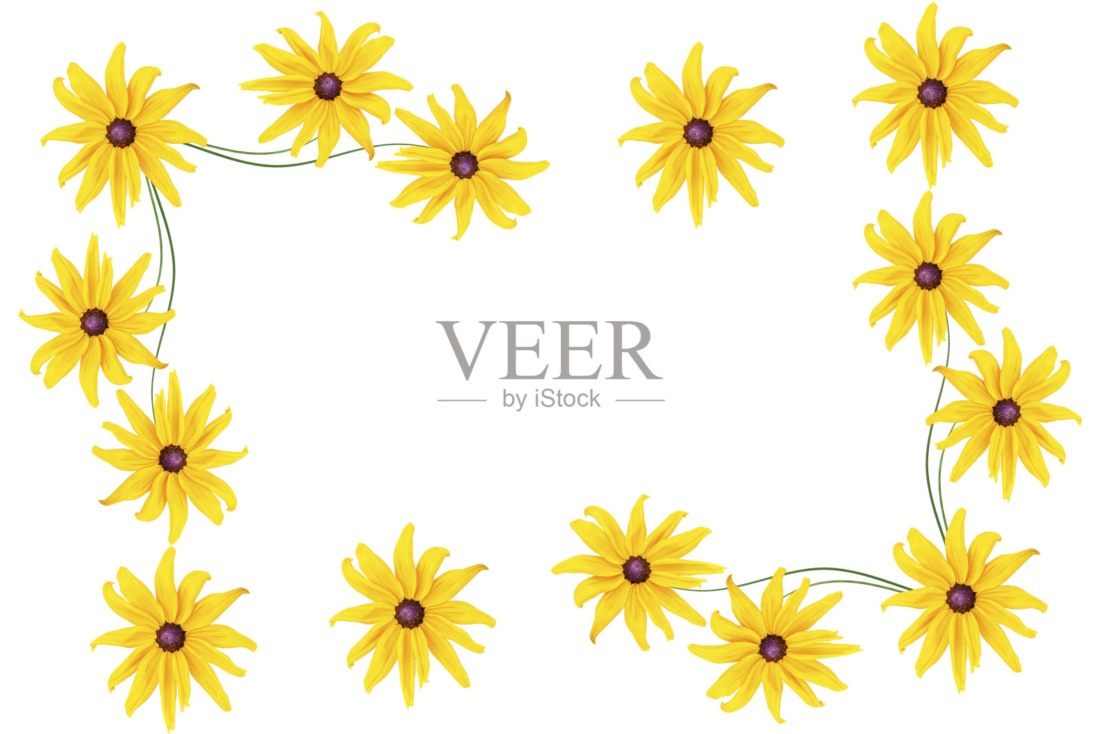 色彩鲜艳的黄雏菊属花照片摄影图片