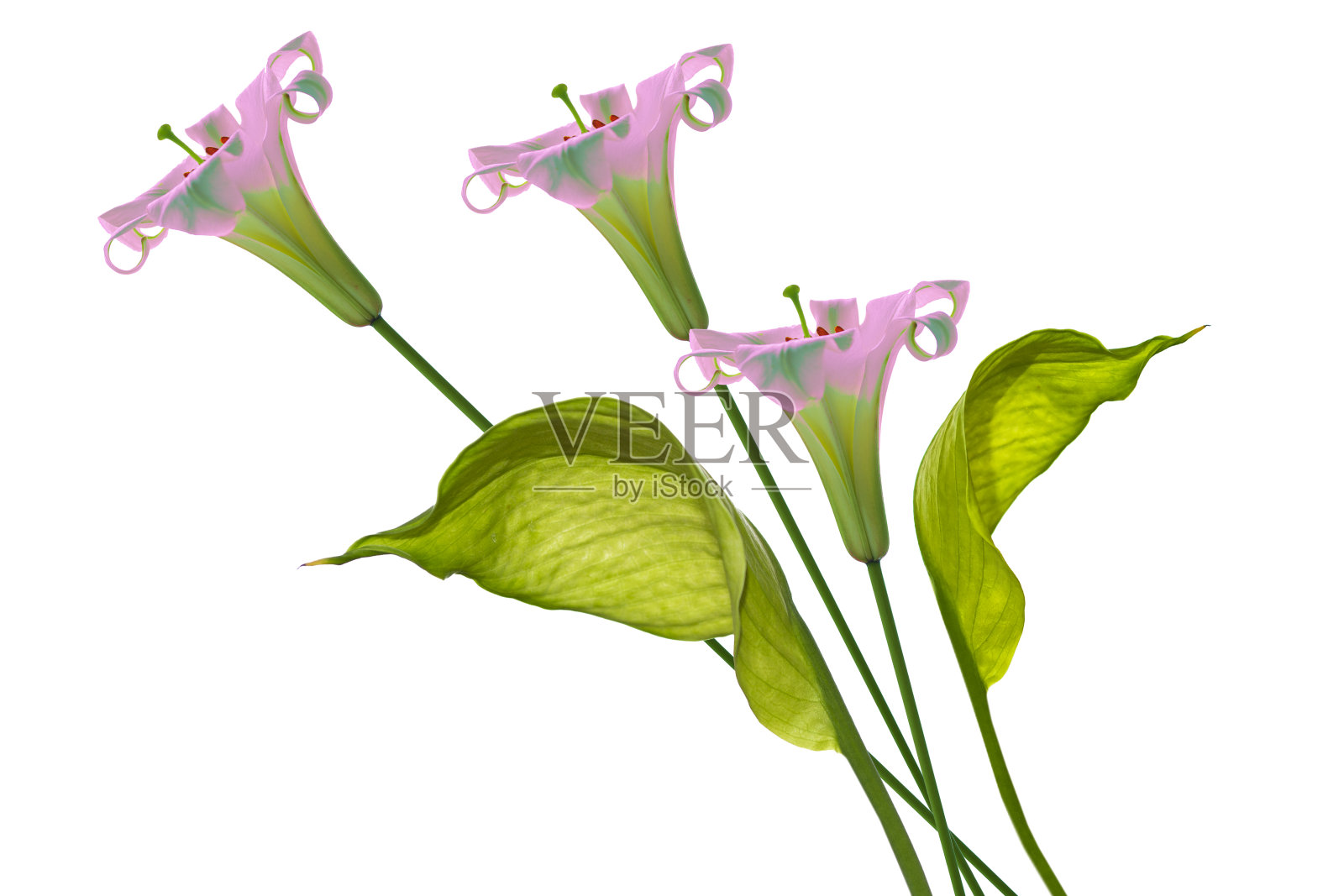 spathiphyllum花。美丽的百合花。照片摄影图片