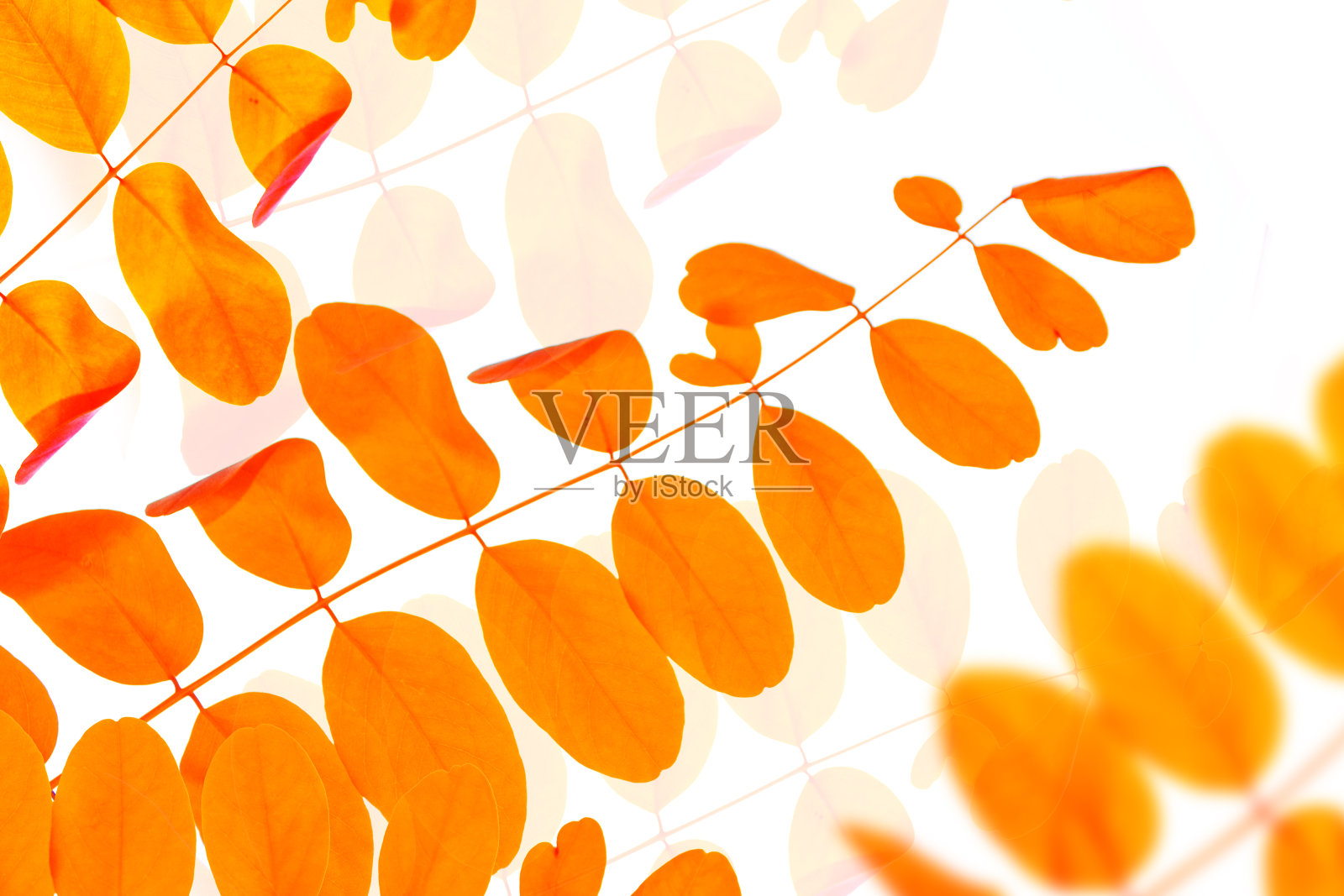 明亮的色彩斑斓的树叶。印度的夏天。树叶照片摄影图片