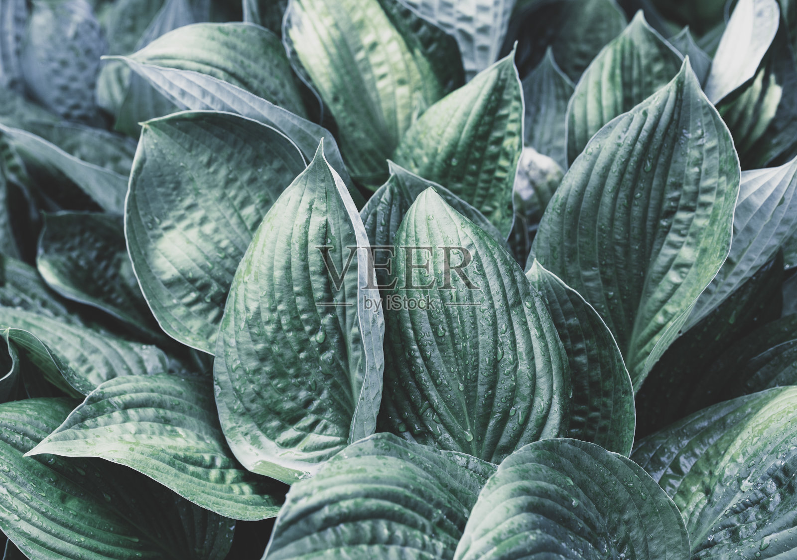 绿叶纹理照片摄影图片