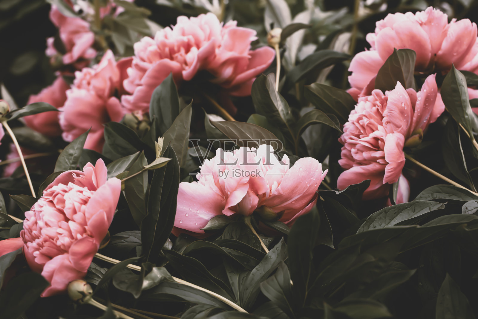 夏日花园中的粉红牡丹照片摄影图片