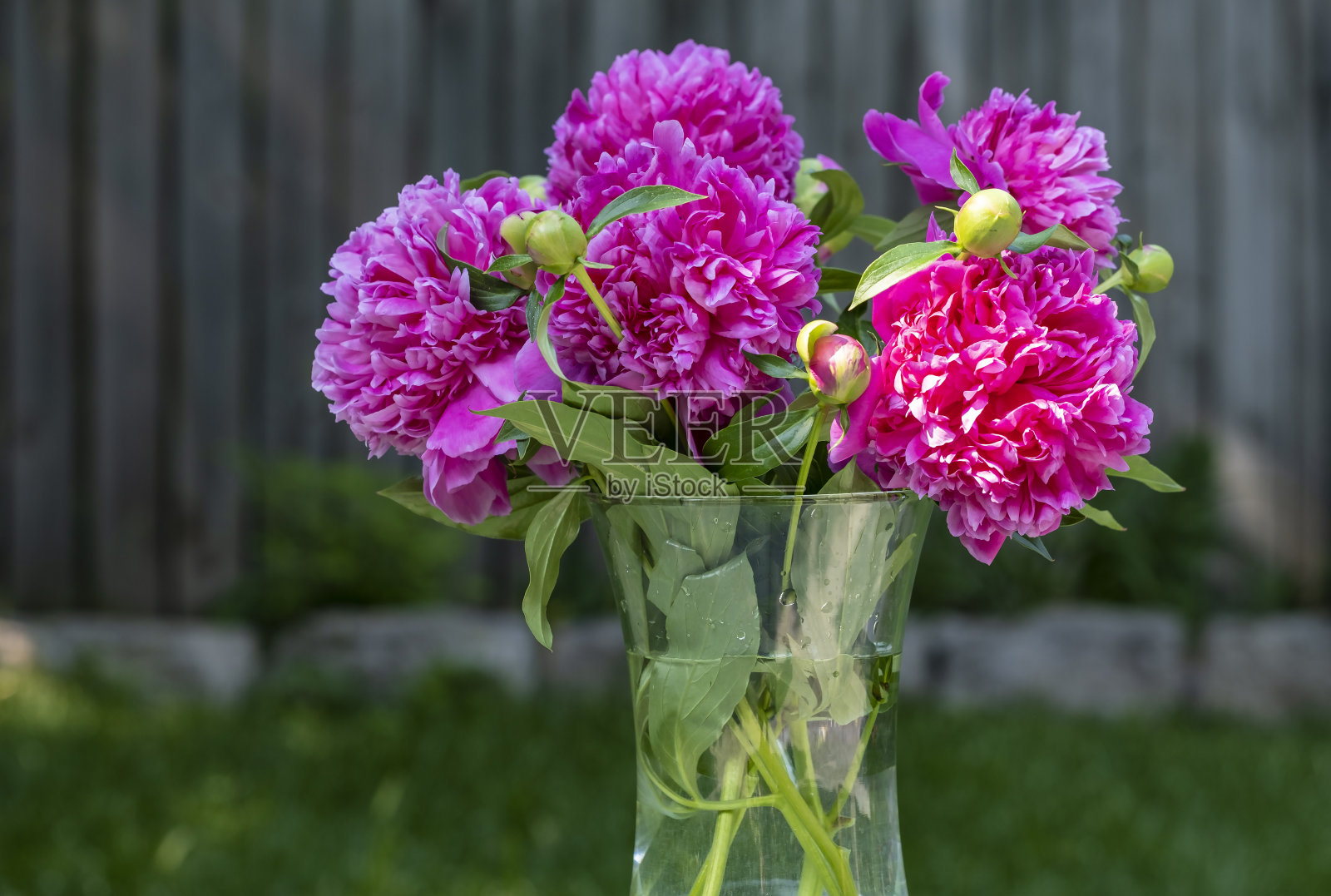 玻璃花瓶的深粉色牡丹在一个花园设置照片摄影图片