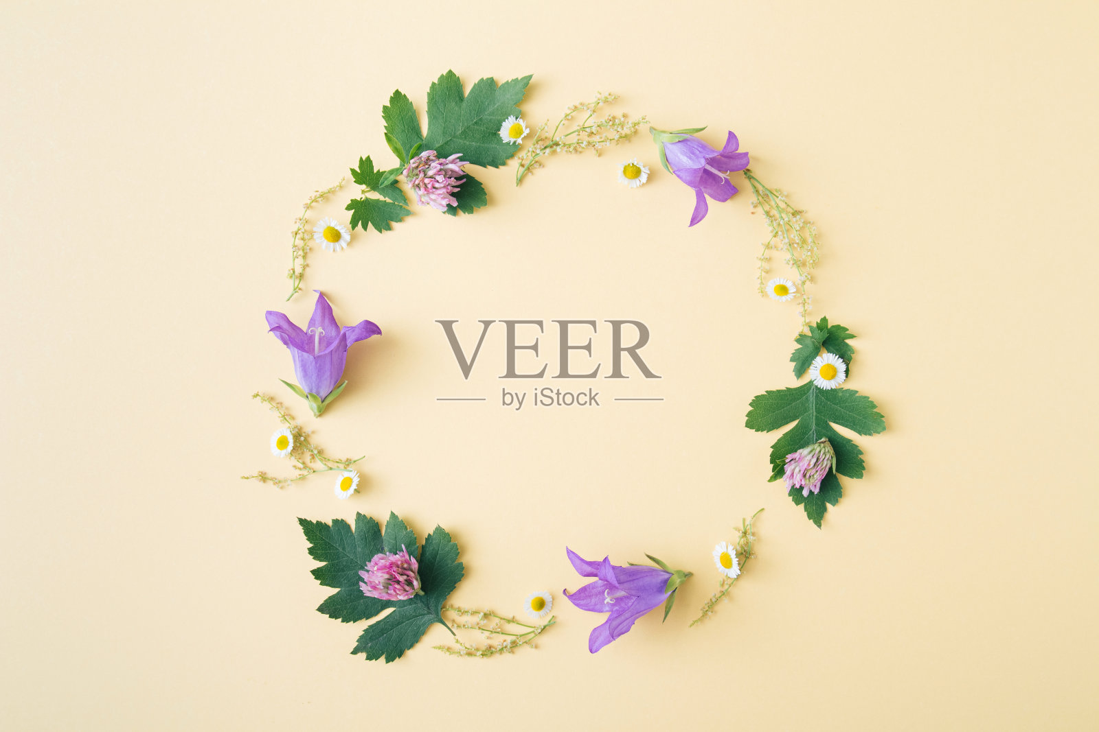 夏季开花组成。一圈紫色的花和绿色的叶子在浅黄色的背景。本空间照片摄影图片