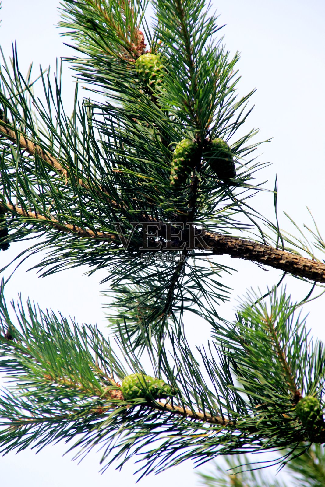 绿色的松果。年轻的绿色松果近距离在一棵树上照片摄影图片