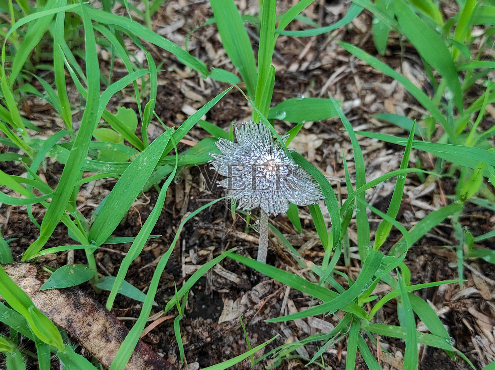 蘑菇照片摄影图片