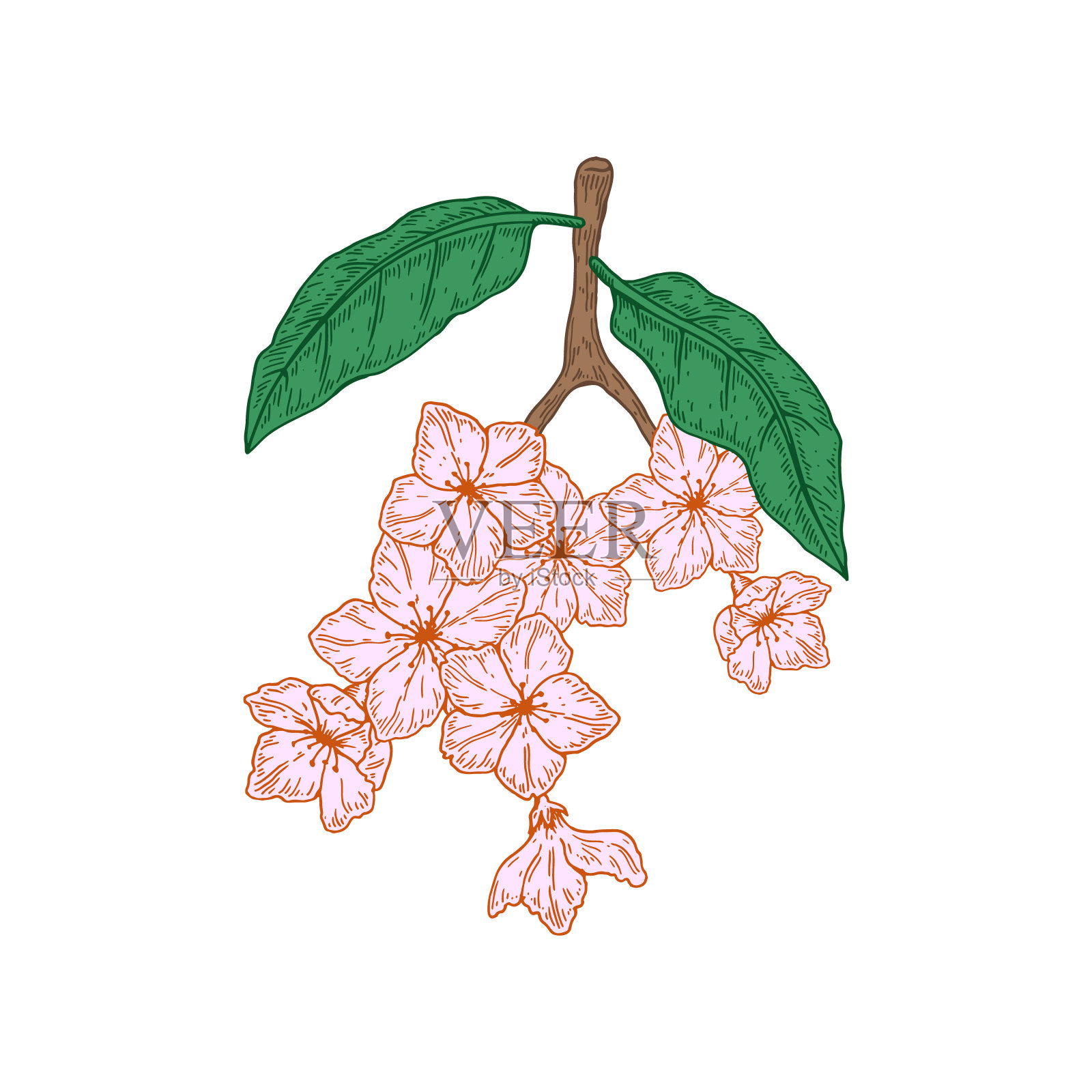 手绘桃花枝与花孤立在白色的背景。矢量插图在素描风格插画图片素材