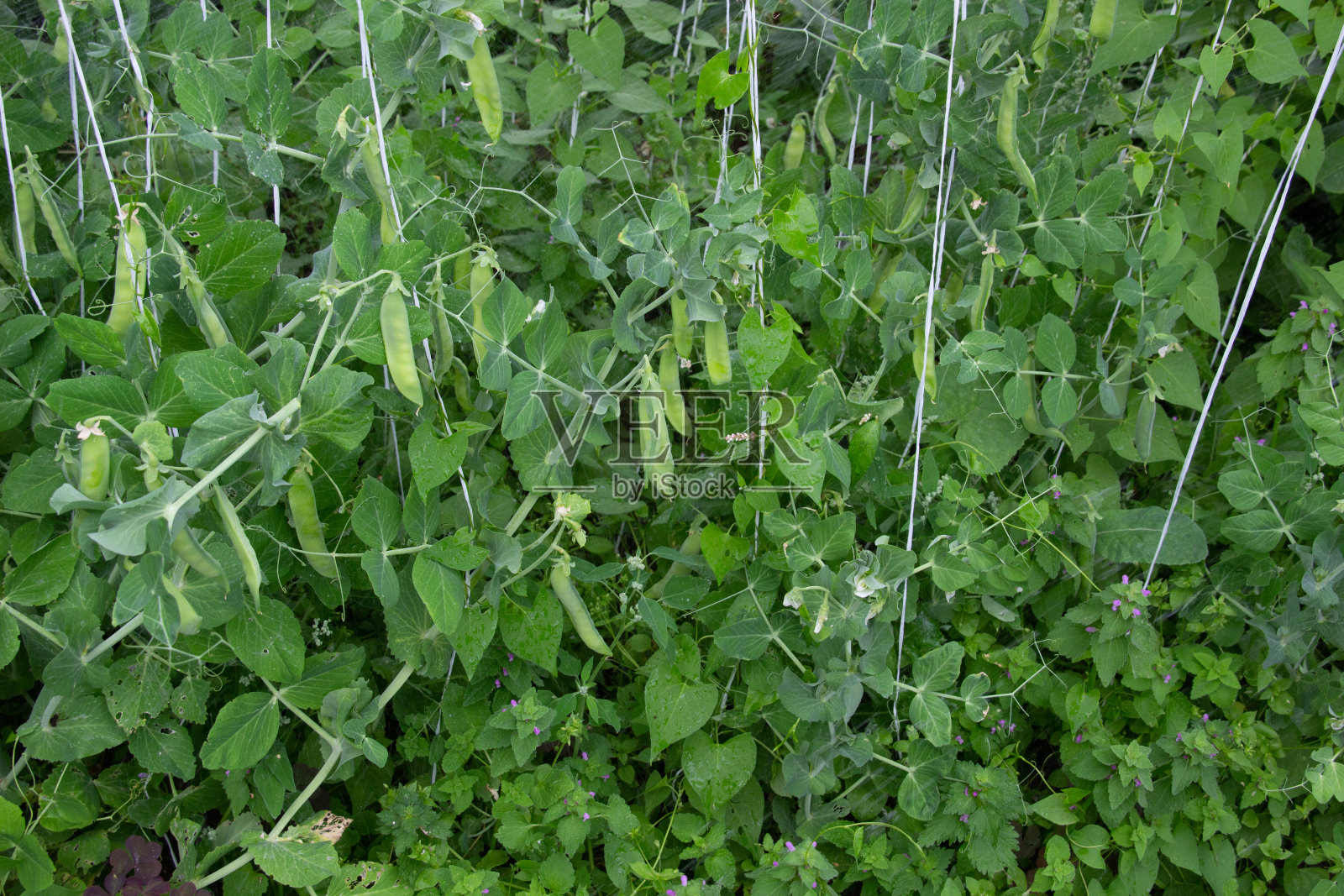 在花园里长着绳子的绿豌豆照片摄影图片