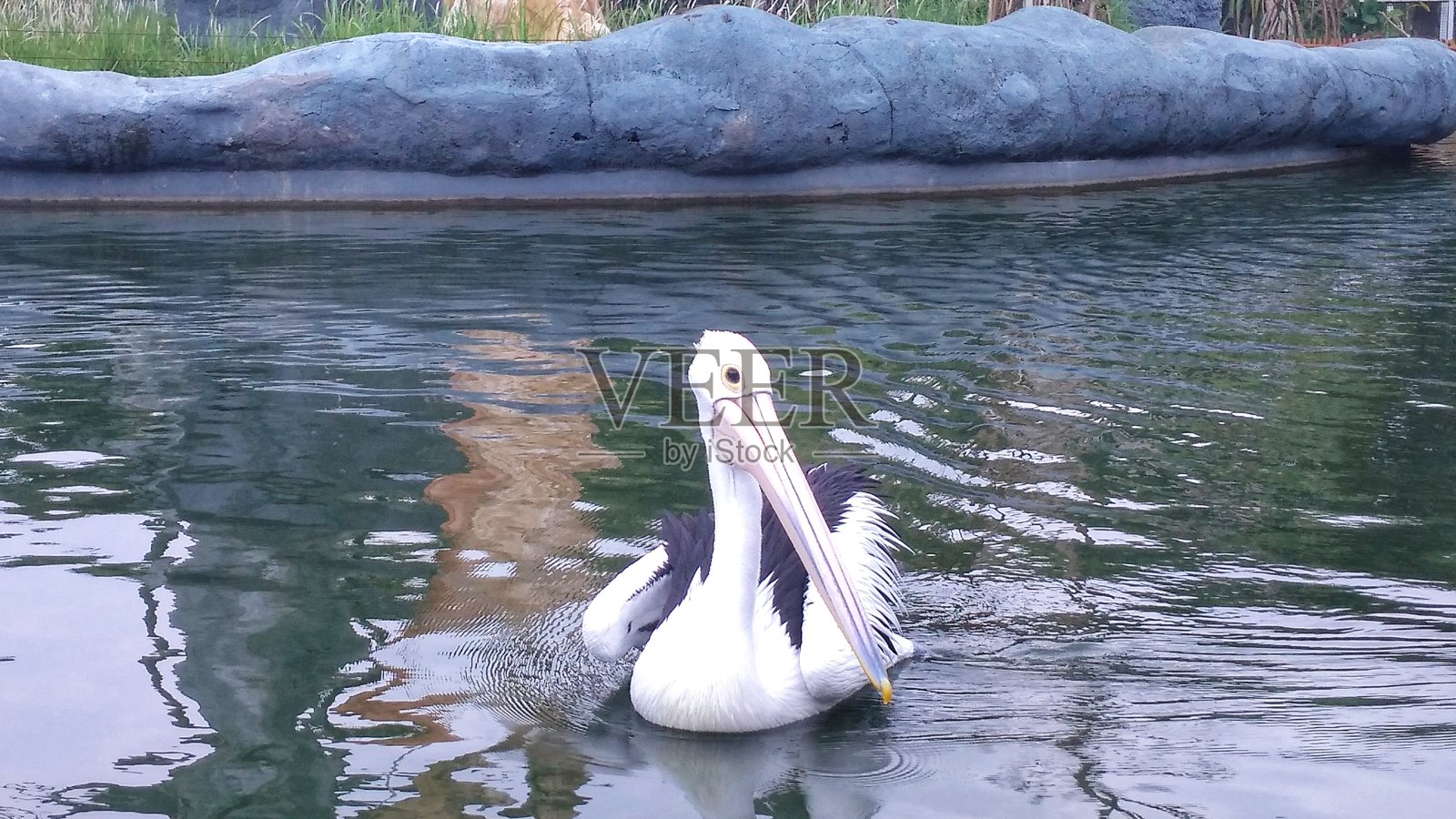 美丽的白天鹅在花园池塘里寻找食物照片摄影图片