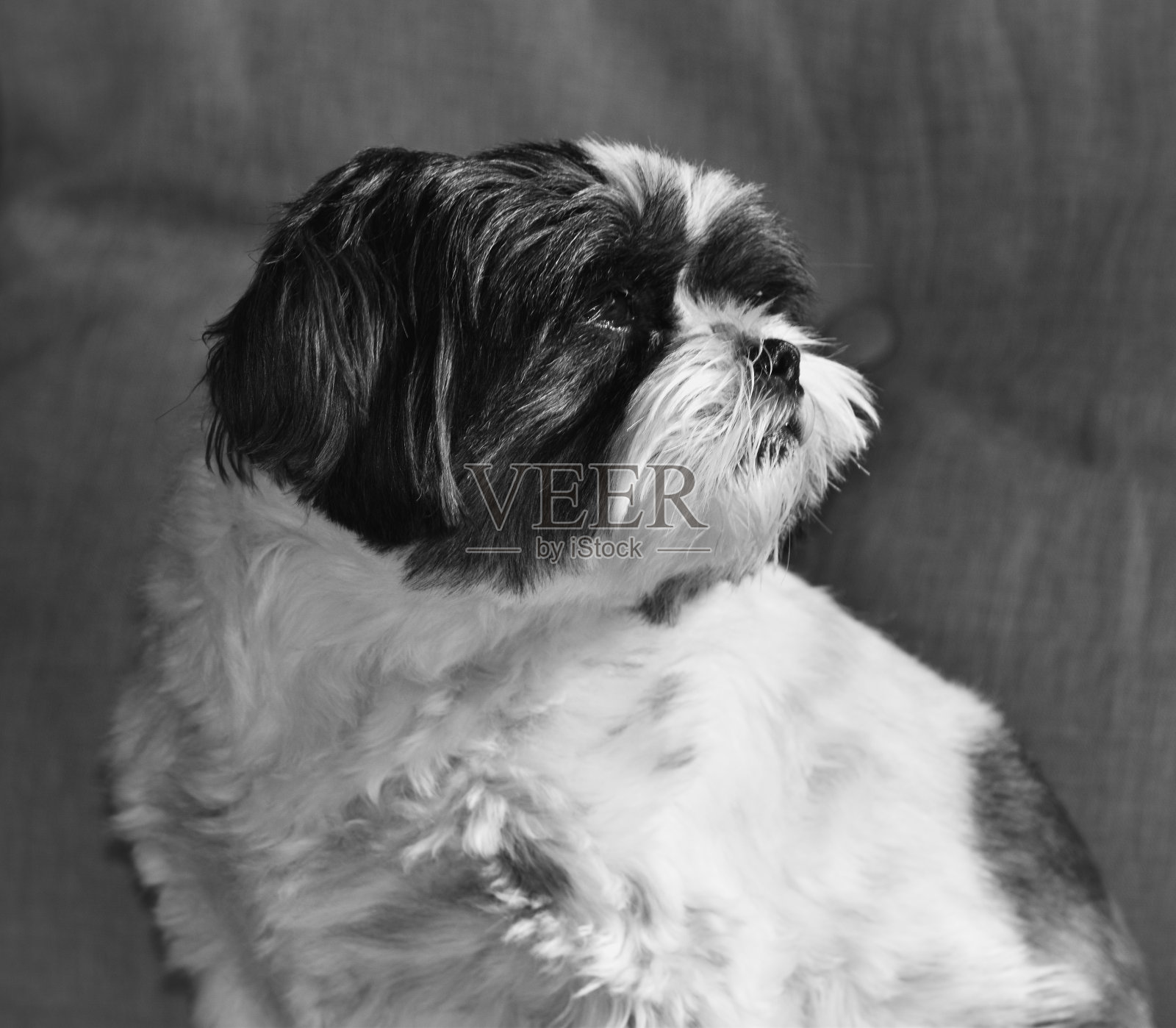 黑白两色的西施犬看着别处照片摄影图片