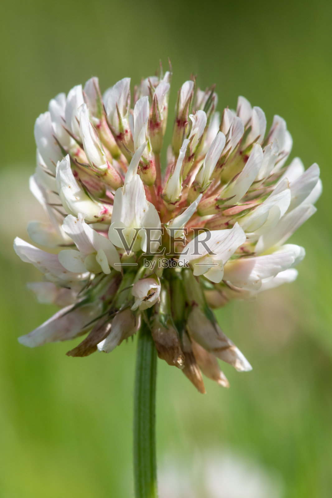 白色三叶草(三叶草)花照片摄影图片