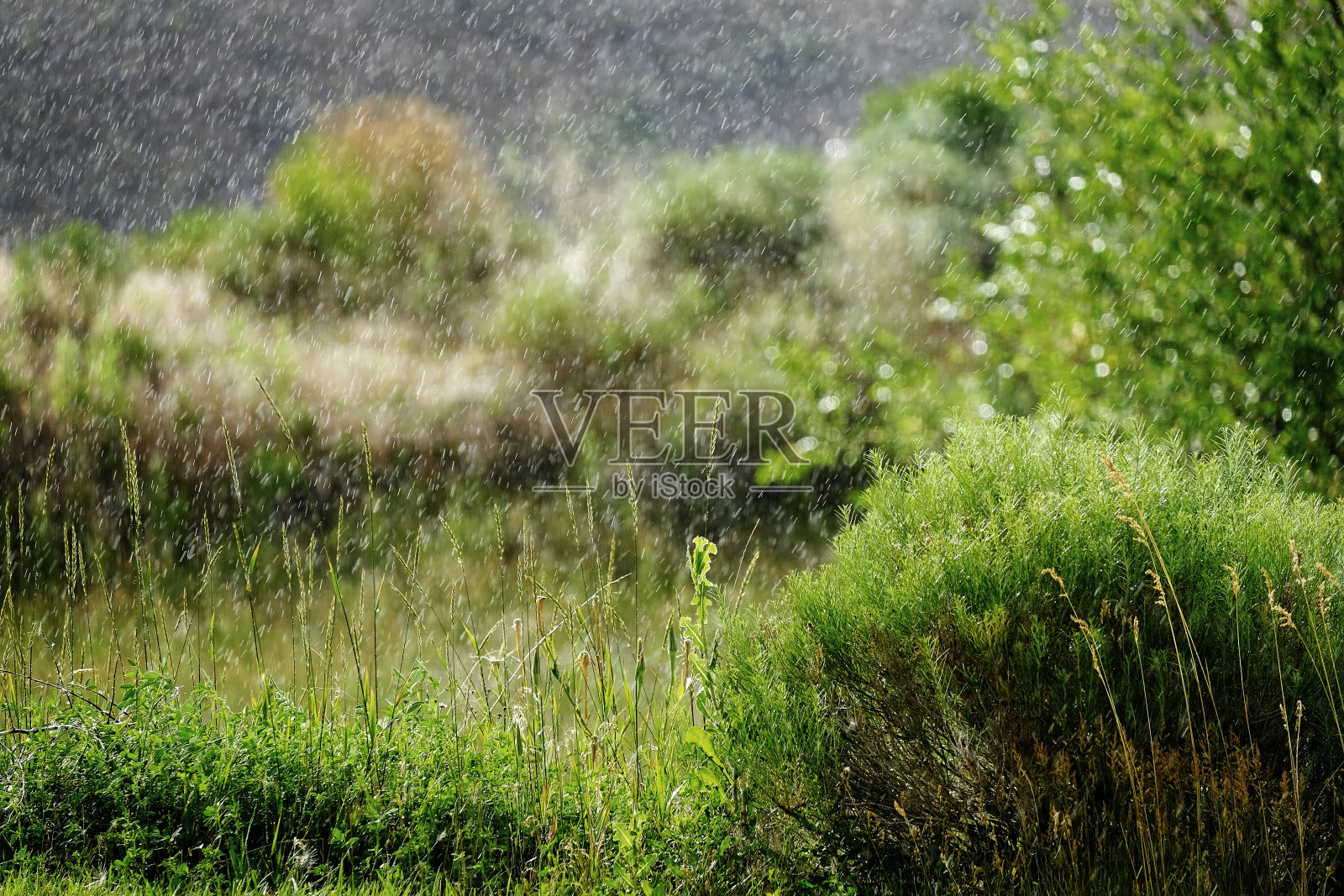 雨落在葱翠的枝叶上，绿油油的植物四季如春照片摄影图片