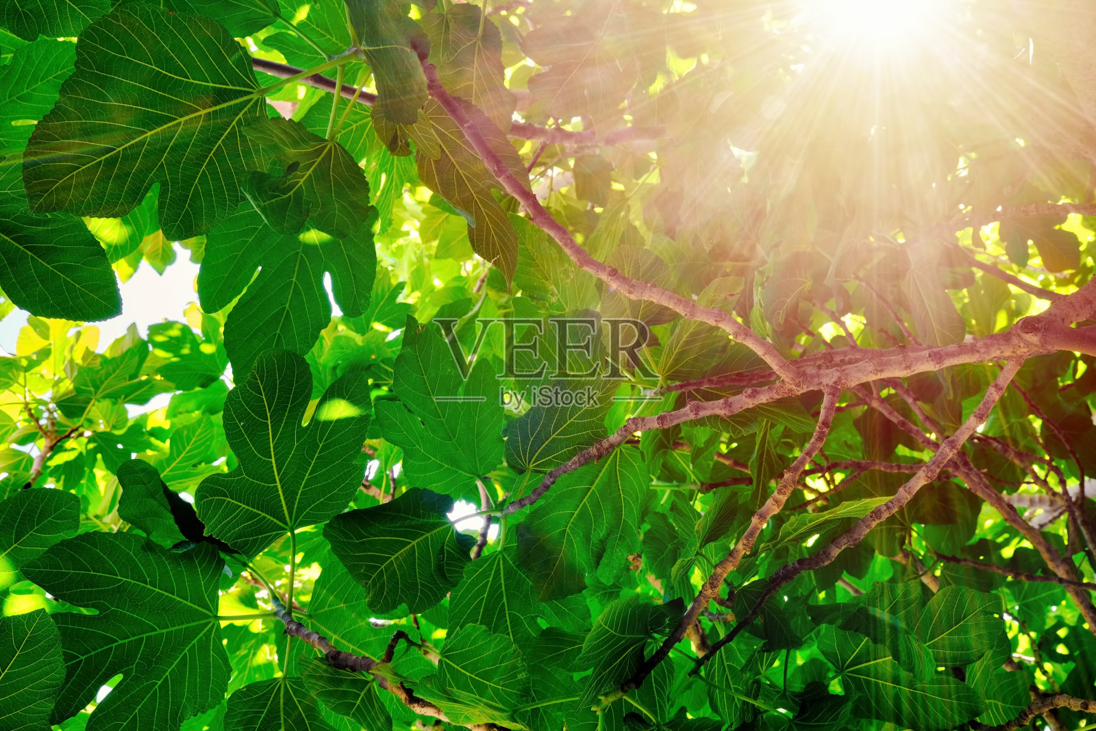 无花果树，树枝和树叶照片摄影图片