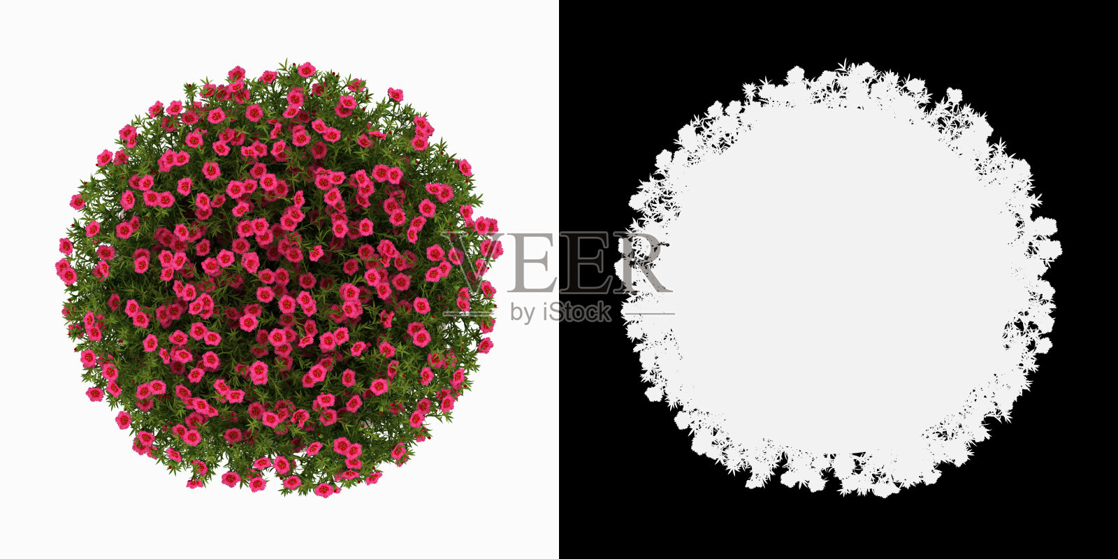 3D渲染中国石竹盆景隔离在白色背景alpha通道俯视图照片摄影图片