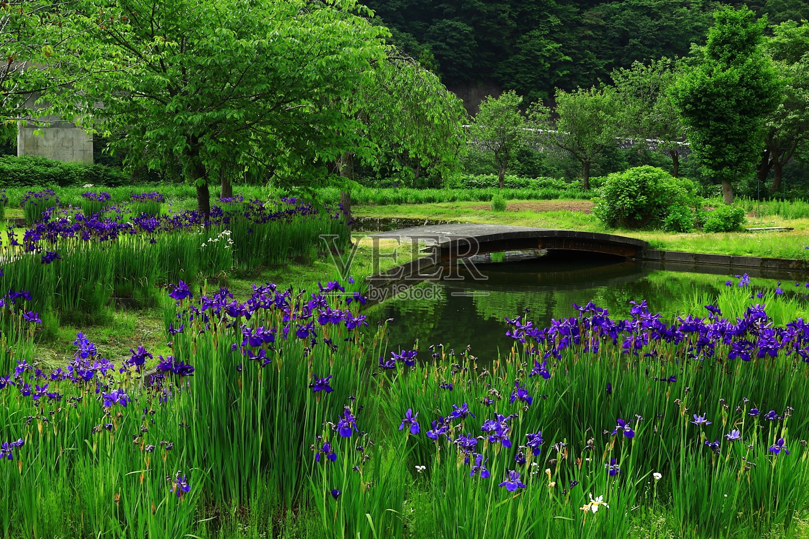 蝴蝶花在湖岸盛开照片摄影图片