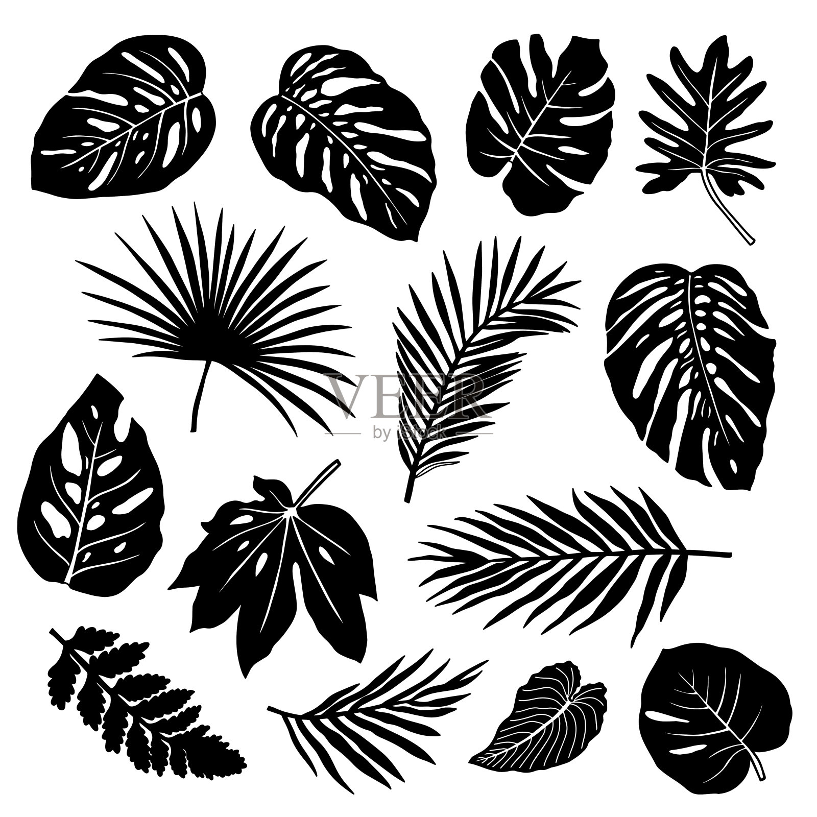 热带树叶的剪影。插画图片素材