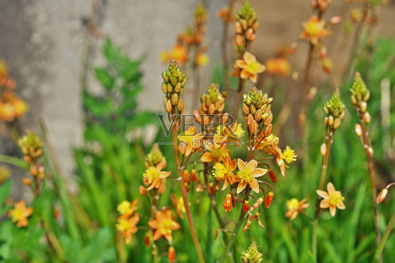 假叶树照片摄影图片