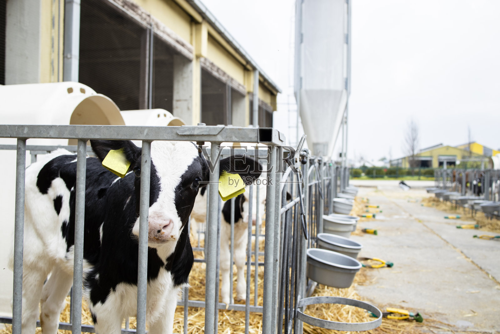 在家畜饲养场生产肉或奶的小牛。照片摄影图片