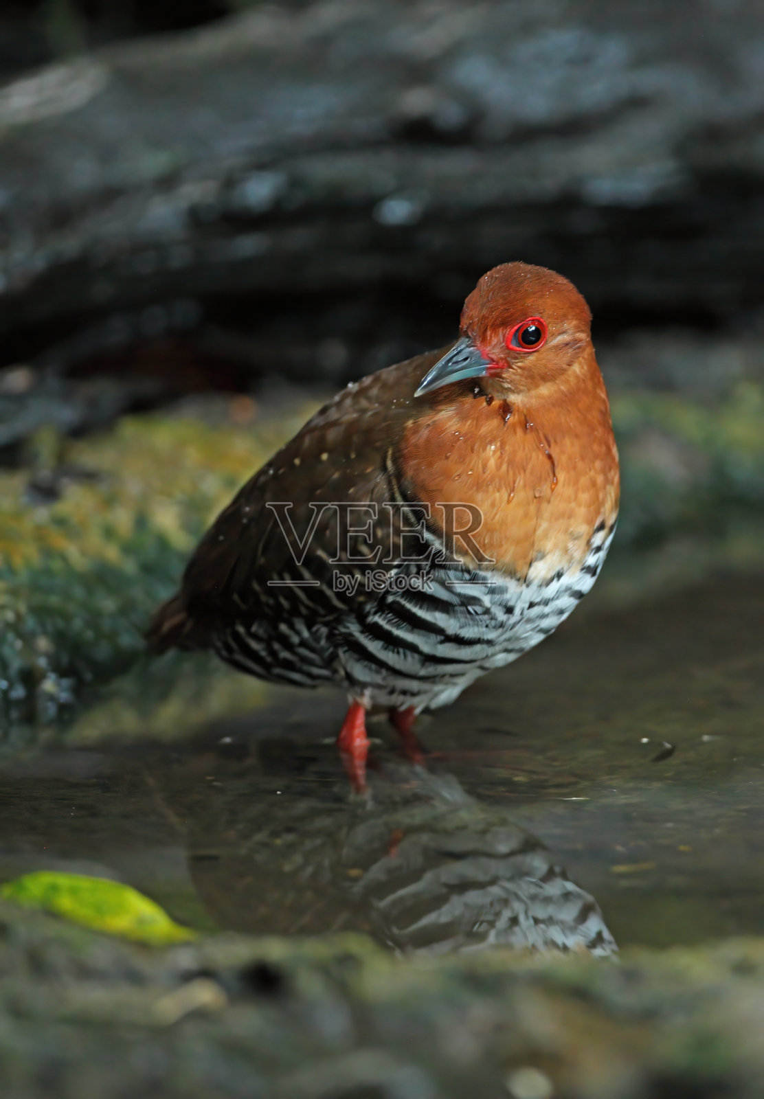 Red-legged秧鸡照片摄影图片