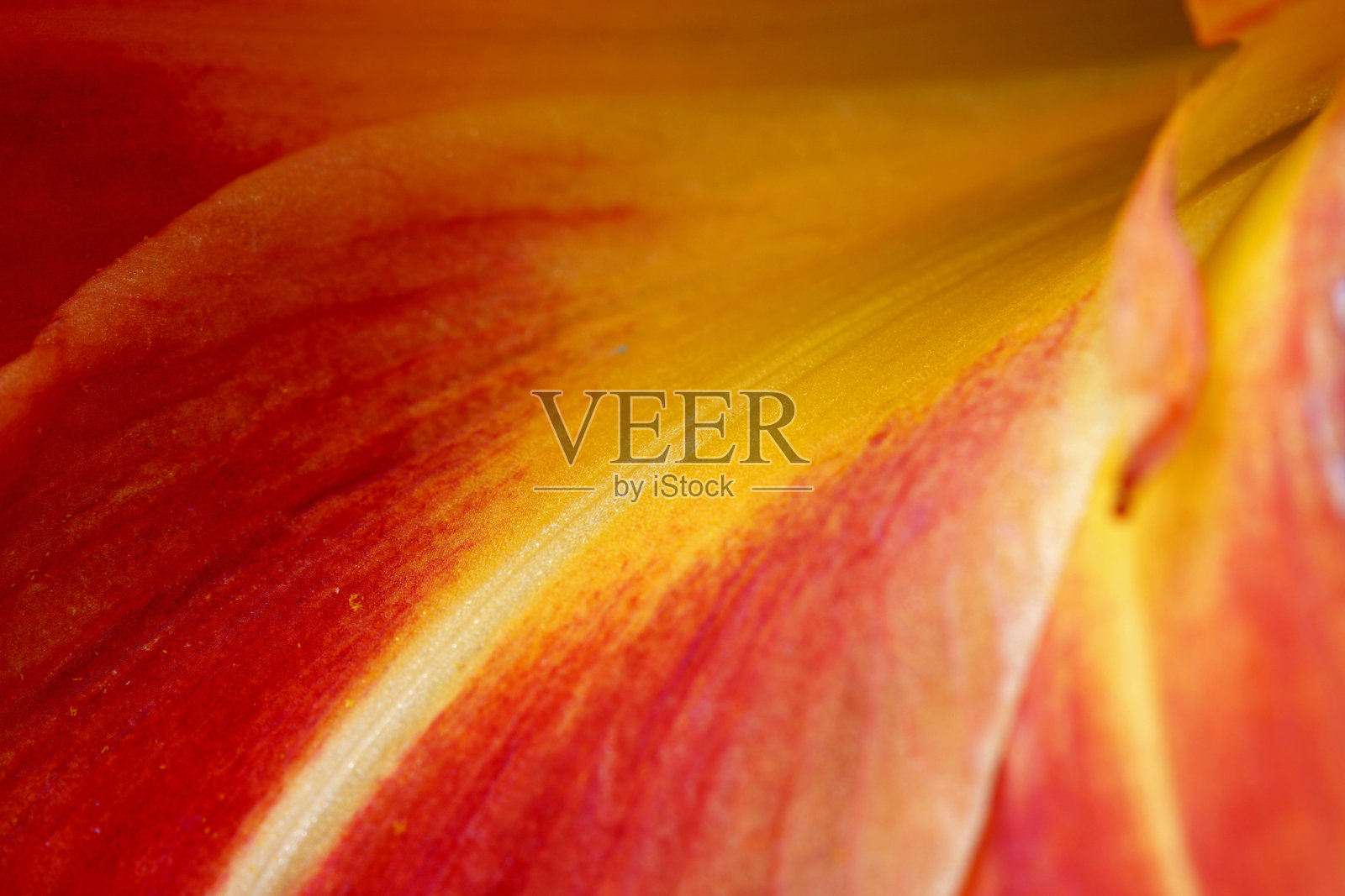 橙色百合花的特写照片摄影图片