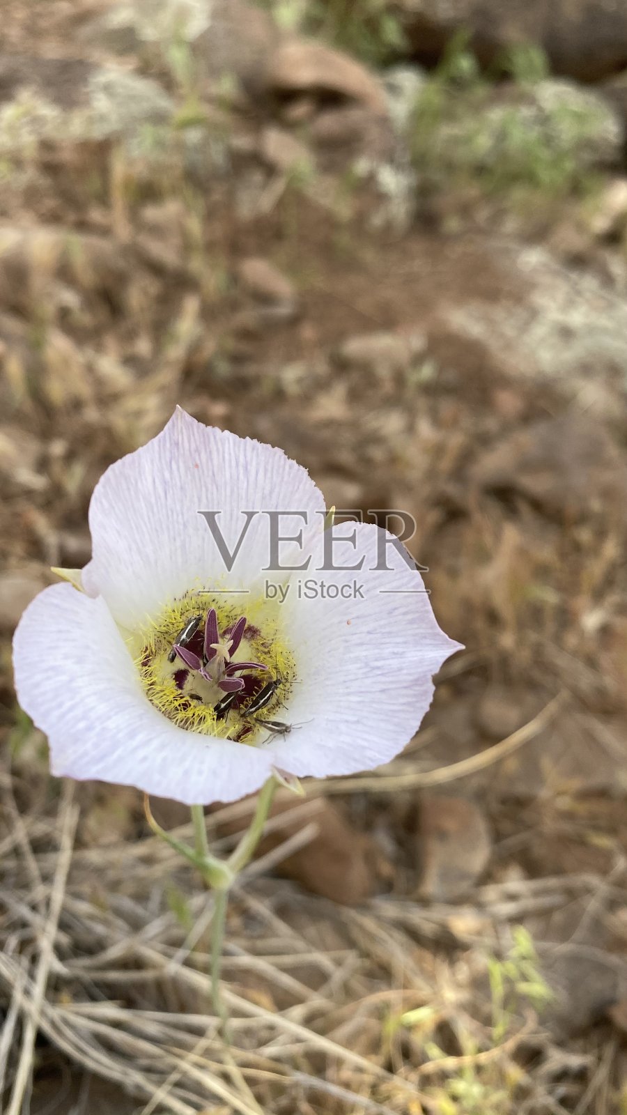 一朵盛开的白花百合照片摄影图片