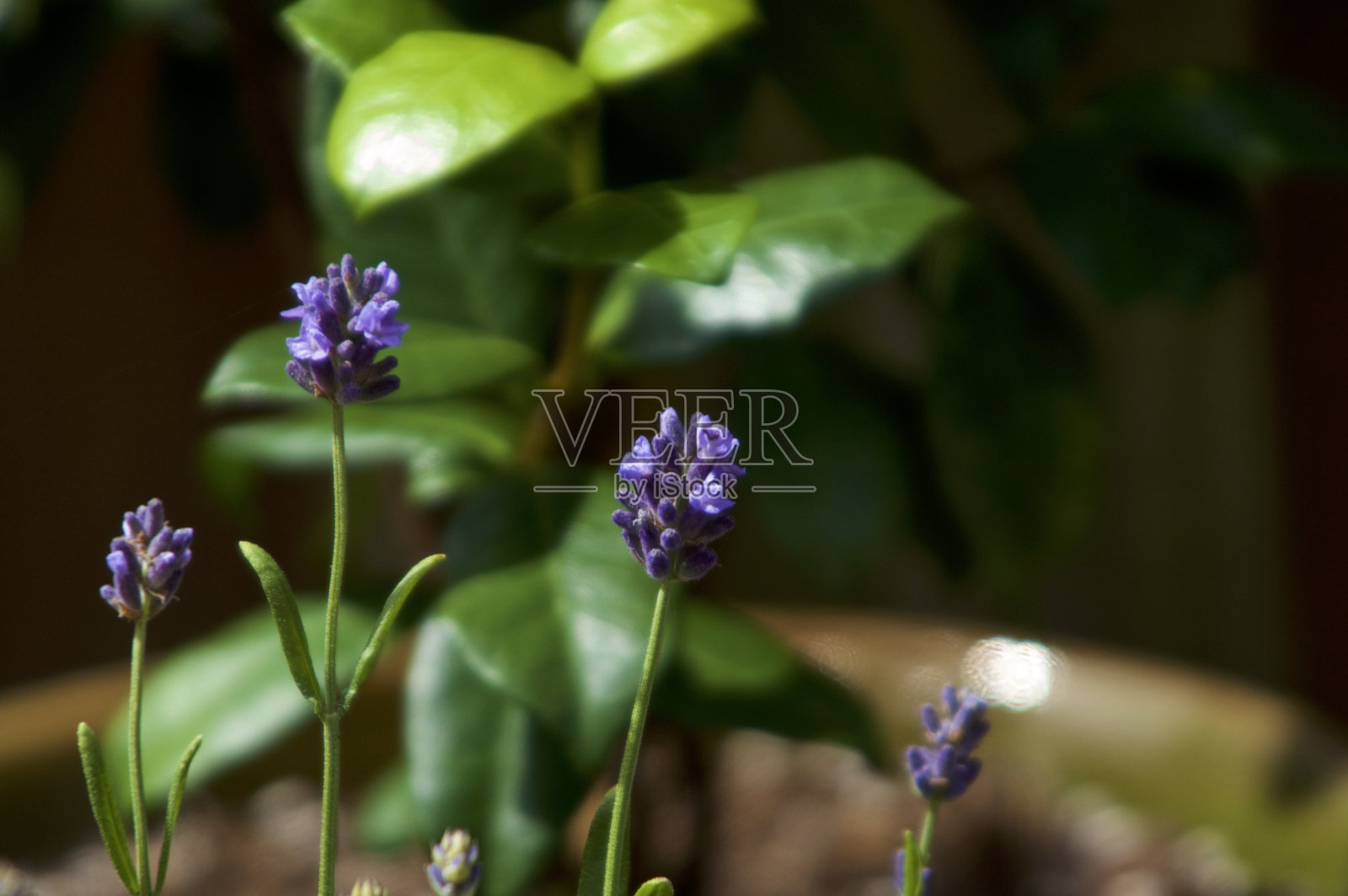 阳光下的薰衣草花照片摄影图片