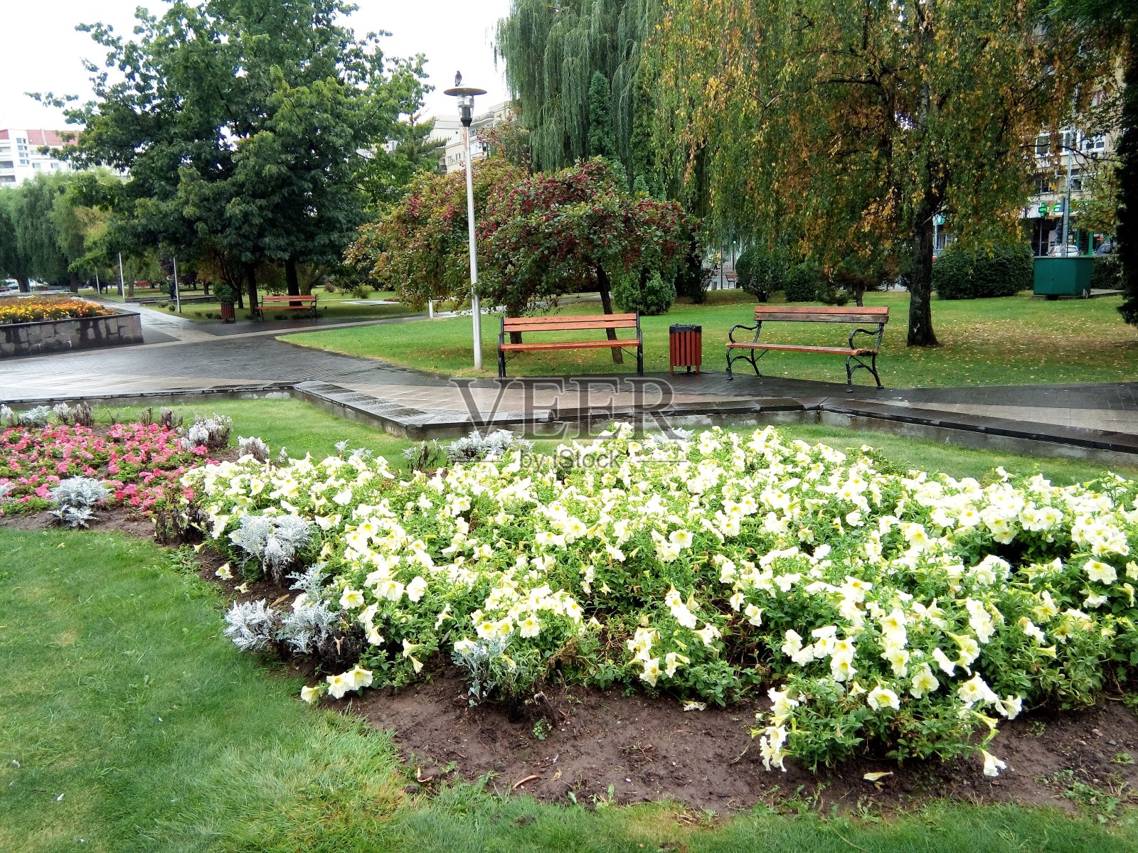 公园里的花-巴亚马雷照片摄影图片