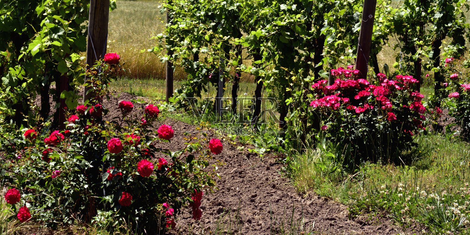 红玫瑰和藤蔓照片摄影图片