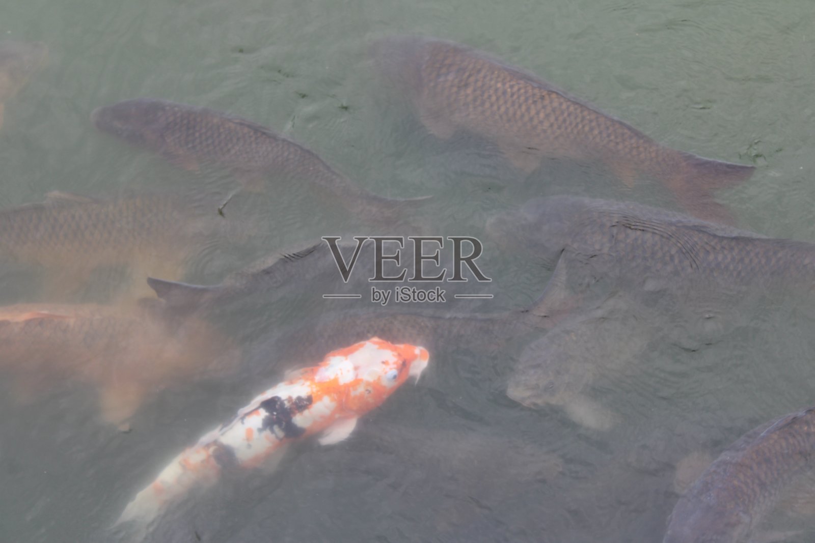 池塘里有锦鲤和鲤鱼照片摄影图片