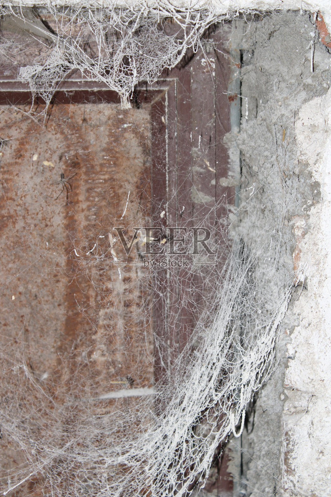 蜘蛛网照片摄影图片